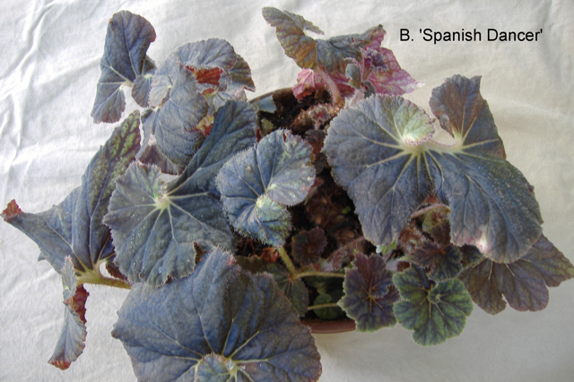 B. ‘Spanish Dancer’